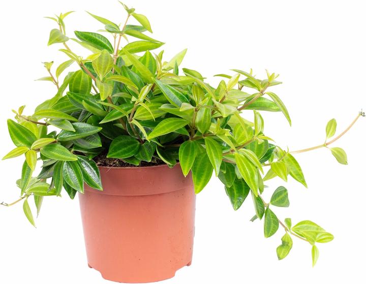 Image du produit Flowerbox Zwergpfeffer Smit- Peperomia (12 cm)