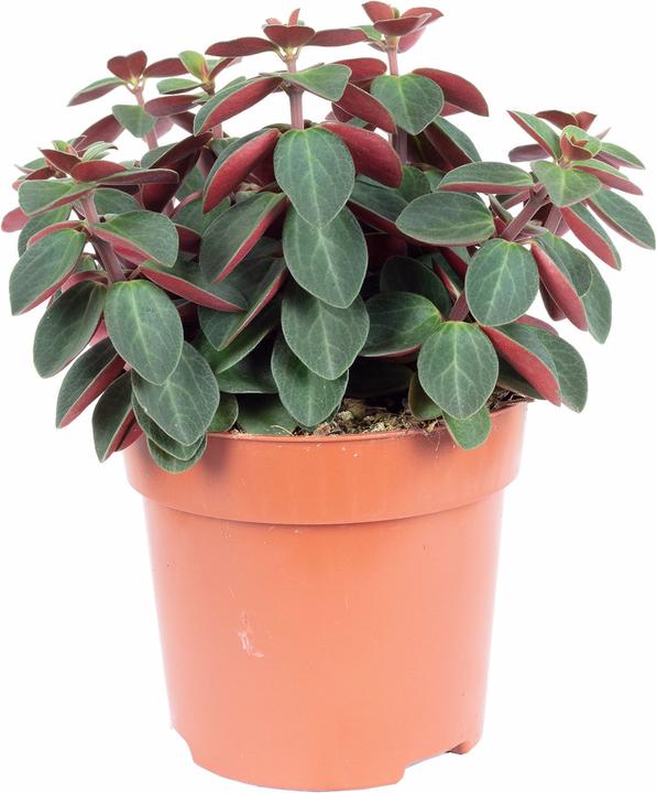 Image du produit Flowerbox Zwergpfeffer Smit- Peperomia (12 cm)