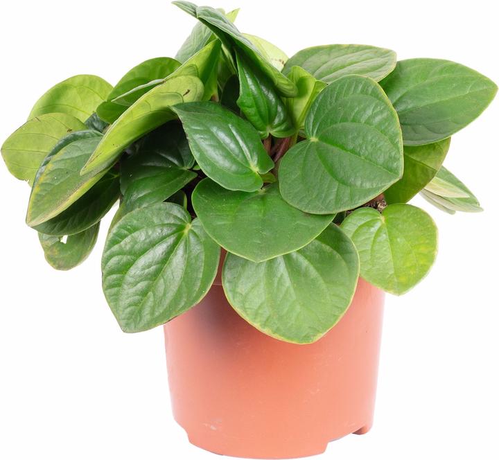 Image du produit Flowerbox Zwergpfeffer Smit- Peperomia (12 cm)