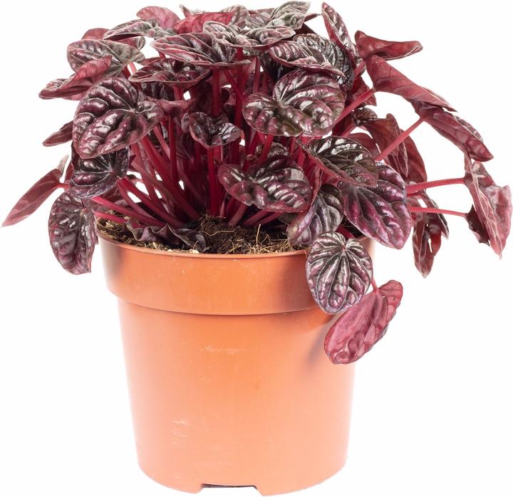 Image du produit Flowerbox Zwergpfeffer Smit- Peperomia (12 cm)
