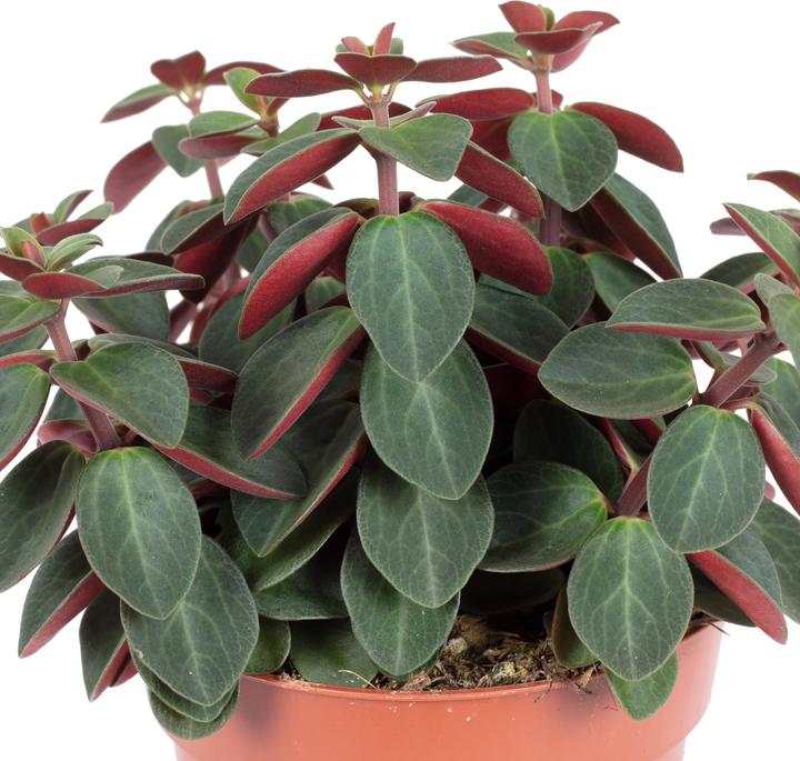 Image du produit Flowerbox Zwergpfeffer Smit- Peperomia (12 cm)