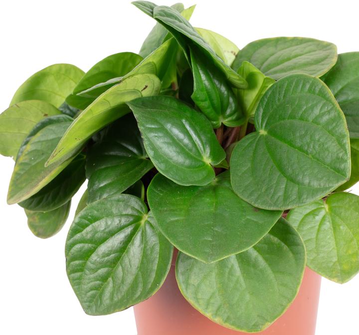 Image du produit Flowerbox Zwergpfeffer Smit- Peperomia (12 cm)