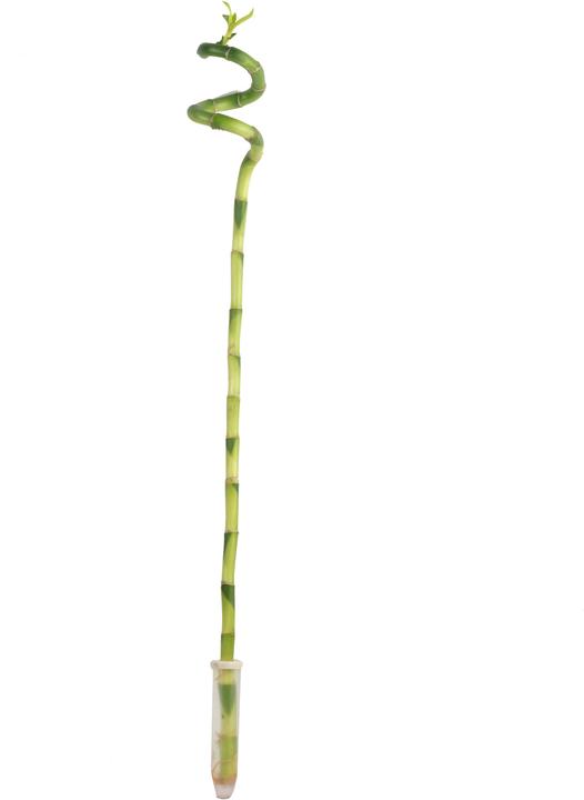 Image du produit Flowerbox Lucky Bamboo - Dracaena Sanderiana (50 cm)