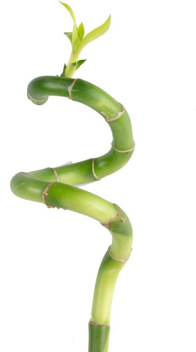 Image du produit Flowerbox Lucky Bamboo - Dracaena Sanderiana (50 cm)