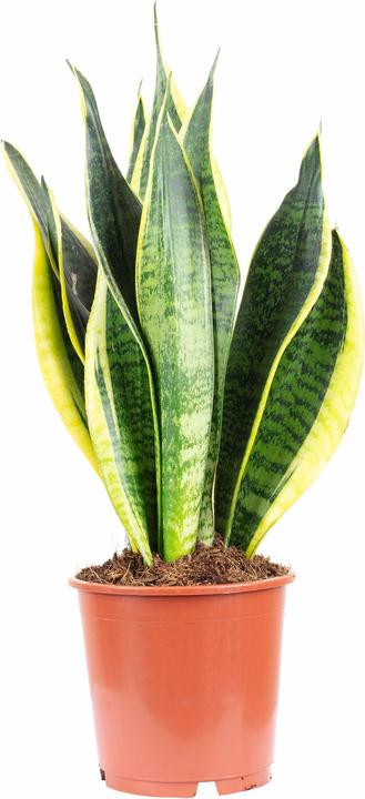 Immagine prodotto Flowerbox Canapa a fiocchi - Sansevieria trifasciata Laurentii (45 cm)