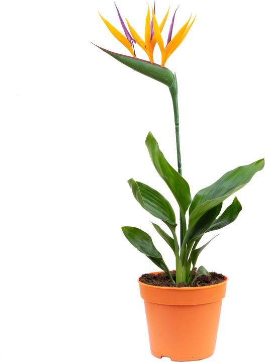 Flowerbox Bird of Paradise Flower with Artificial Flower - Strelitzia Reginae (35 cm)