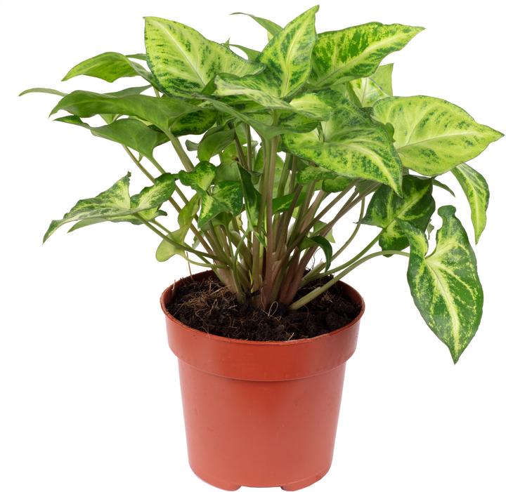 Immagine prodotto Flowerbox Purple Mare - Syngonium Arrow (25 cm)