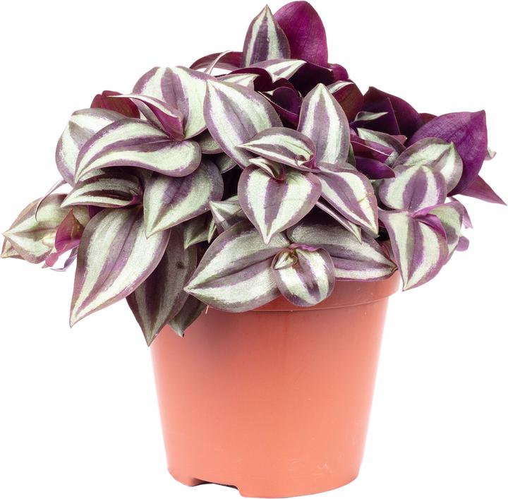 Produktbild Flowerbox Zebrakraut "Smit Silver Sicilian" - Tradescantia zebrina (20 cm)