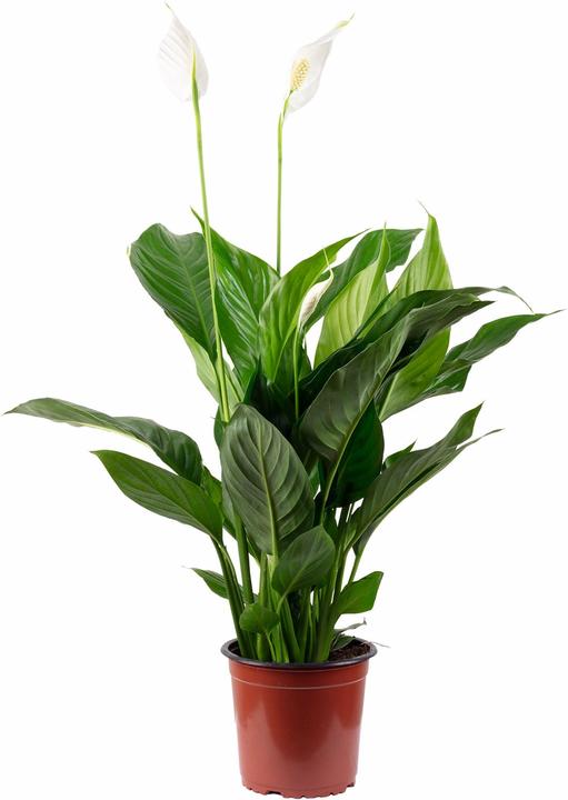 Immagine prodotto Flowerbox Monocot - Spathiphyllum (50 cm)