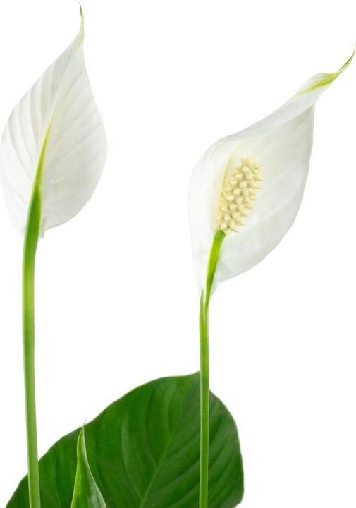 Immagine prodotto Flowerbox Monocot - Spathiphyllum (50 cm)