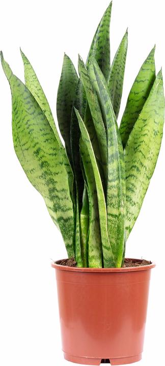 Actual product image Flowerbox Curved hemp - Sansevieria zeylanica (45 cm)