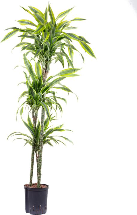 Produktbild Flowerbox Drachenbaum in Hydrokultur - Dracaena lemon lime