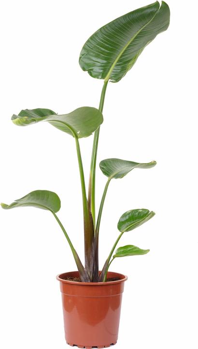 Immagine prodotto Flowerbox Albero- Strelitzia Nicolai (130 cm)