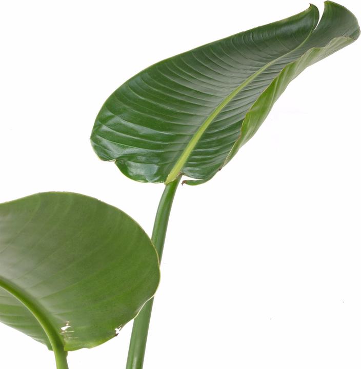 Immagine prodotto Flowerbox Albero- Strelitzia Nicolai (130 cm)