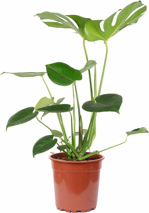 Actual product image Flowerbox Ceriman - height ca. 75 cm, pot-Ø 19 cm - Monstera Deliciosa (75 cm)