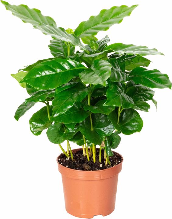 Image du produit Flowerbox Coffea Arabica (20 cm)