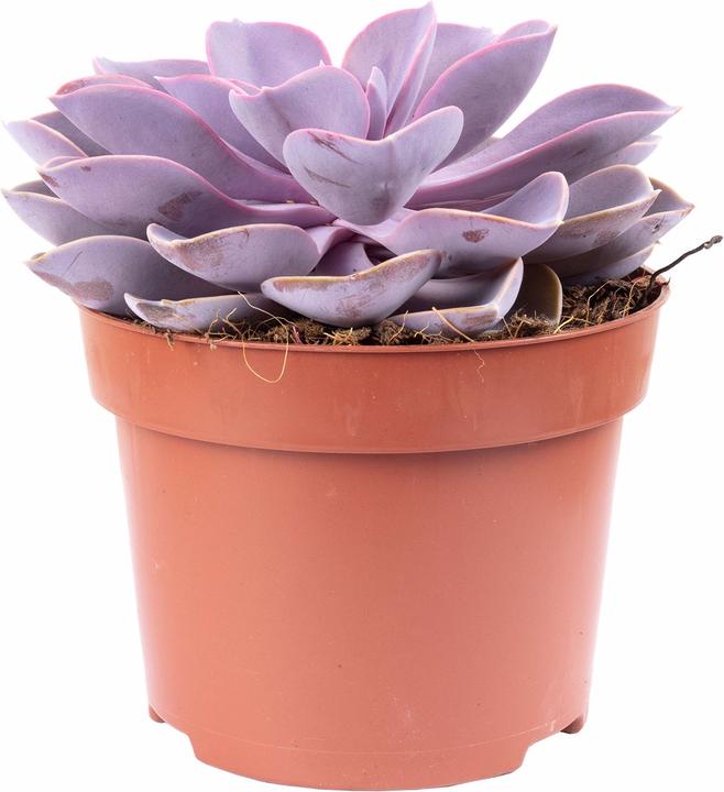 Immagine prodotto Flowerbox Echeveria - Echeveria purple pearl (15 cm)