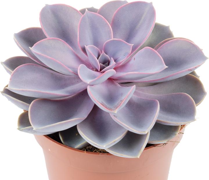 Immagine prodotto Flowerbox Echeveria - Echeveria purple pearl (15 cm)