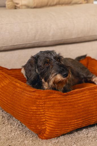 Productafbeelding Designed by Lotte Geribbeld (Hond)