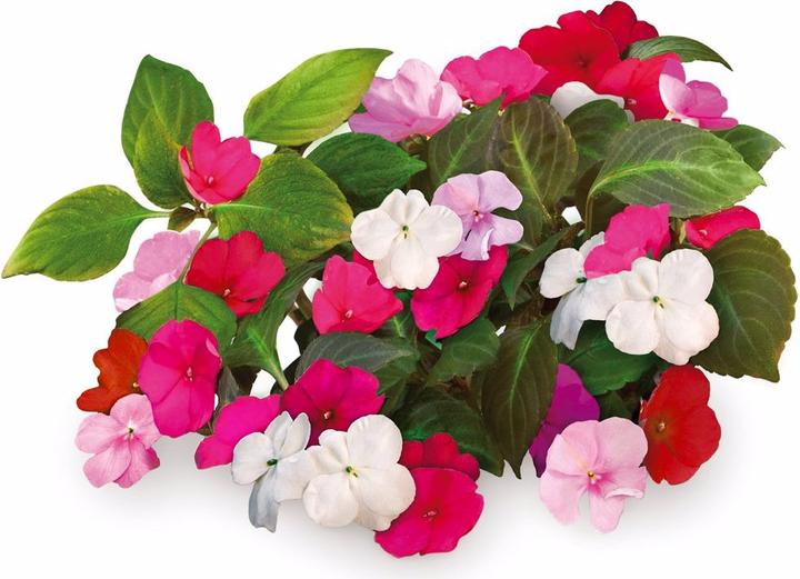 Immagine prodotto Click and Grow Occupato Lizzy (Semi di fiori)