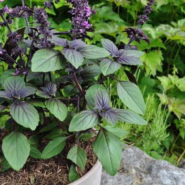 Immagine prodotto Säntispracht Set di 3 basilico a cespuglio - Ocimum basilicum Magic Blue (60 cm)