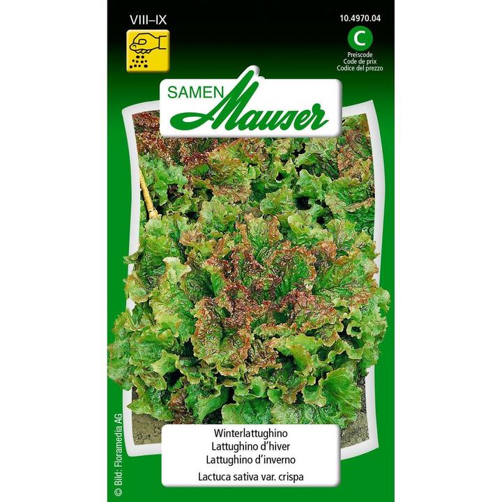 Produktbild Samen Mauser Winter-Lattughino (Gemüsesamen)