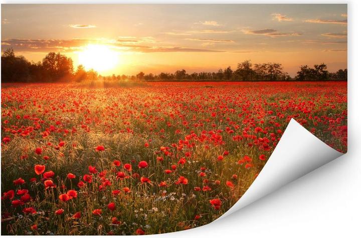 Image du produit Trenddeko Champ de coquelicots au coucher du soleil (120 x 75 cm)