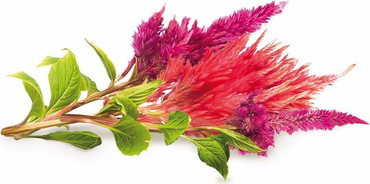 Immagine prodotto Click and Grow Cockscomb (Semi di fiori)