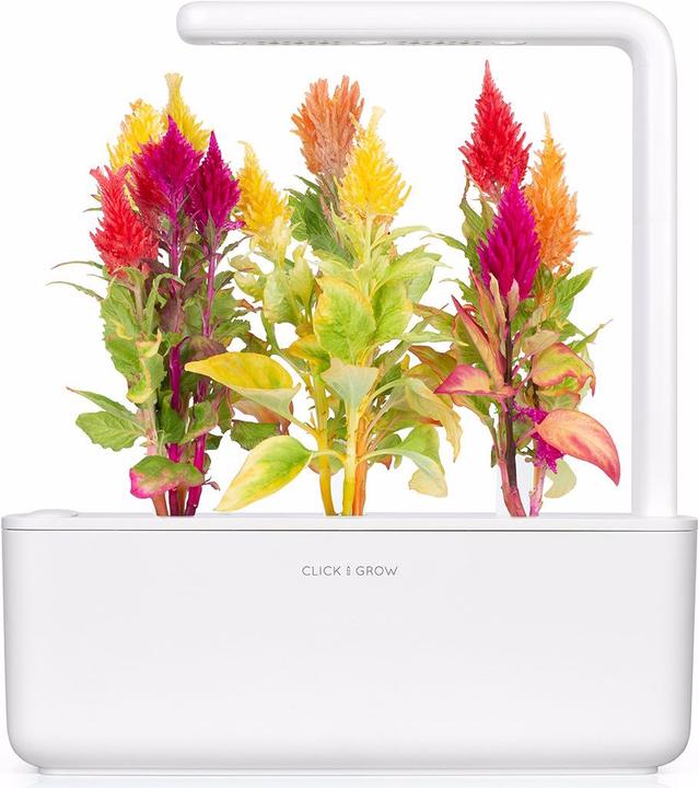 Immagine prodotto Click and Grow Cockscomb (Semi di fiori)