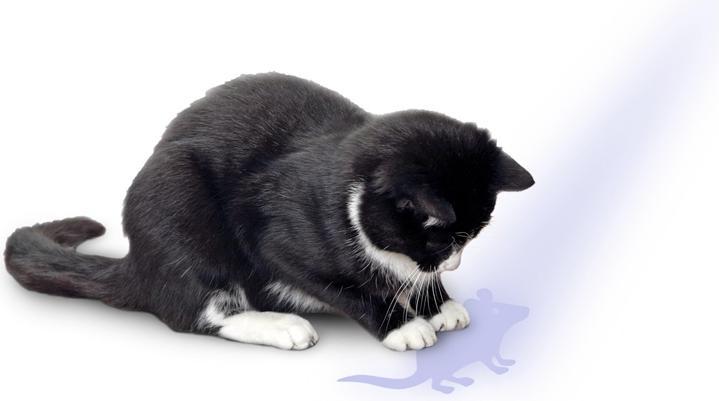 Actual product image Karlie Pointer with mouse motif