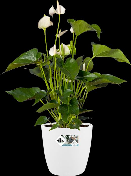 Image du produit Elho Bruxelles (24.30 cm)