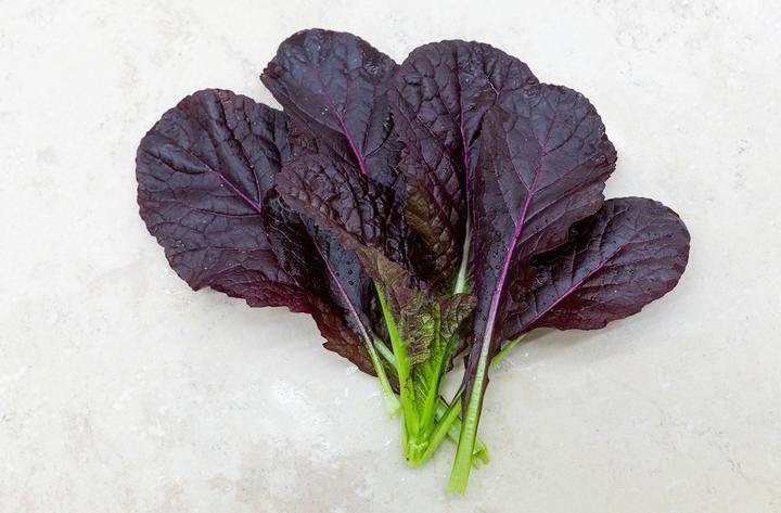 Actual product image Zollinger Bio Asian leafy vegetables, mustard 'Red Giant' (Seedlings)