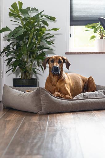 Immagine prodotto Beeztees Veo (Cane)