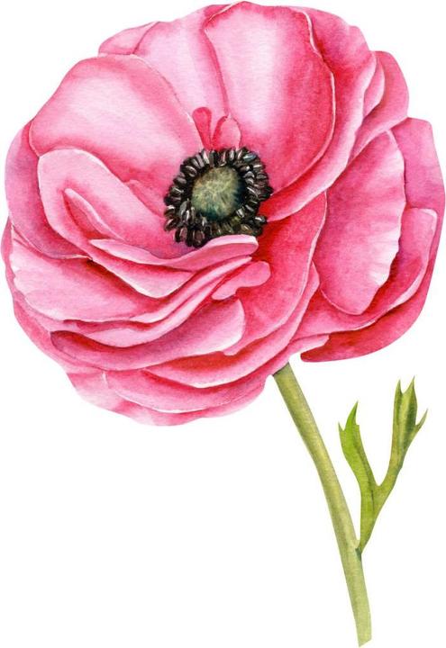 Produktbild Trenddeko XXL roter Mohn (83 x 120 cm)