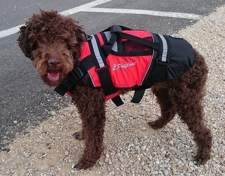 Actual product image Crewsaver Life jacket dogs Petfloat (M, Dog life jacket)