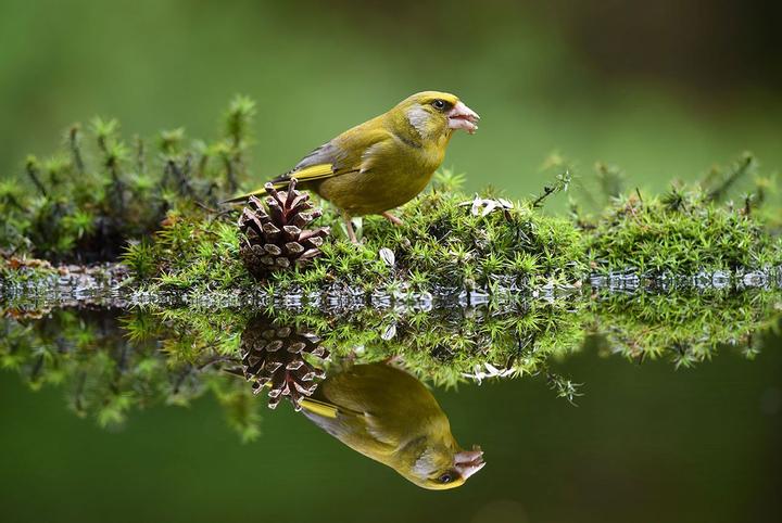 Image du produit Nikon AF-S Nikkor 200-500mm f/5.6E ED VR (Nikon F, Plein format)