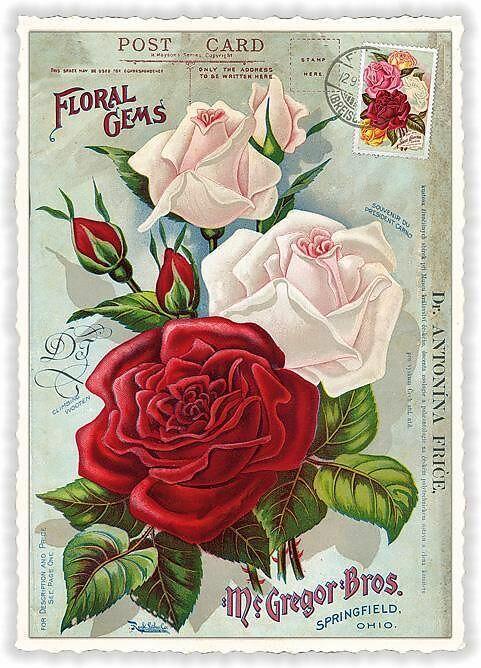 Produktbild Edition Tausendschön Postkarte / Nostalgische Rosen / blanko