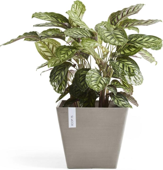 Actual product image Ecopots Rotterdam (50 cm)