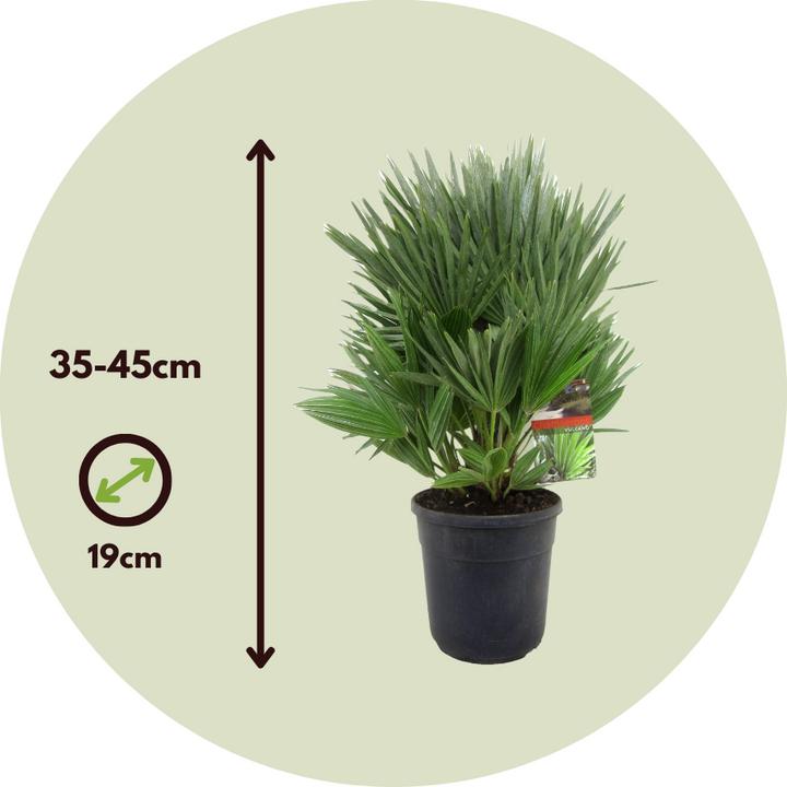 Image du produit Plant in a Box Chamaerops 'Vulcano' - Palmier nain volcanique (35 cm)