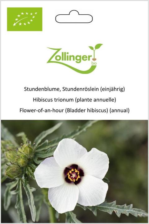 Image du produit Zollinger Bio Héliotrope (plante annuelle) (Plante bulbeuse)