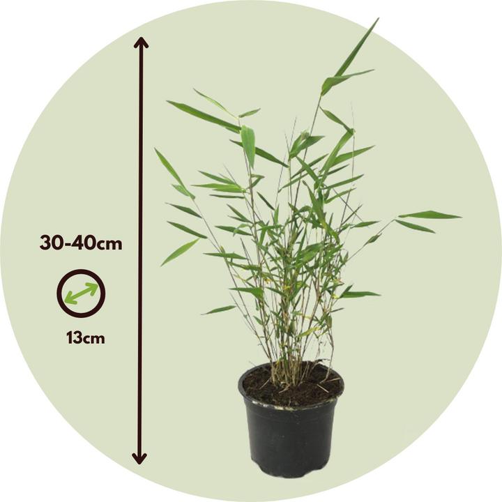 Actual product image Plant in a Box Fargesia papyrifera 'Grex' - Set of 6 Blue Bamboo (30 cm)