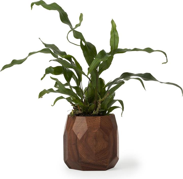 Actual product image Oakywood Geometric Pen Pot - wooden office pot for pens or plants - color Walnut -