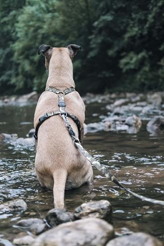 Image du produit MORSO Hondentuig H-Tuig Gerecycled Full Metal Dog Bruin (Chien)
