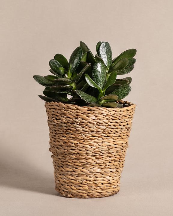 Image du produit feey Arbre à argent (25 cm, Fraîchement rempotés)