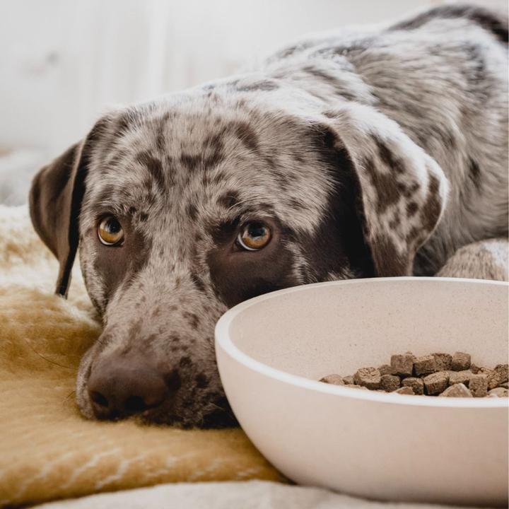 Actual product image District 70 Dog bowl (1.60 l)