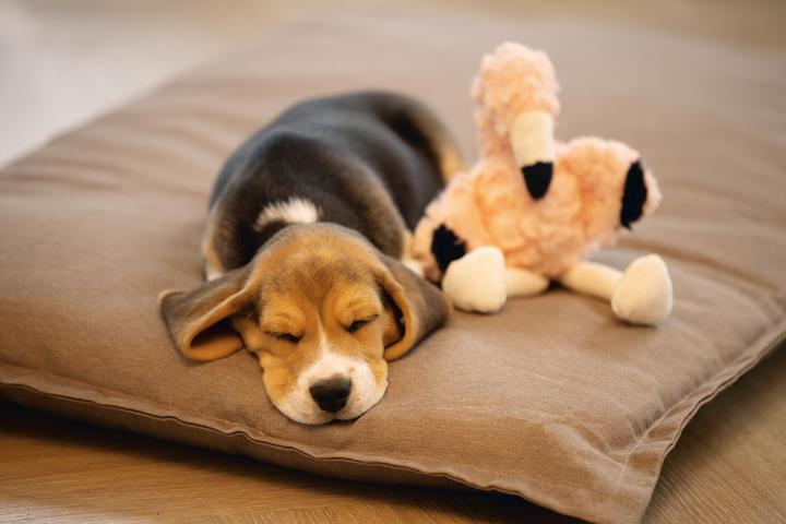 Immagine prodotto Beeztees Cucciolo di fenicottero Mick (Cane di peluche)
