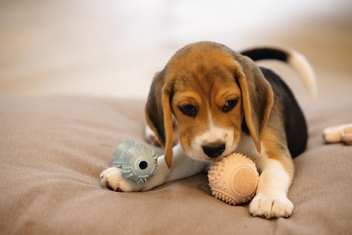 Immagine prodotto Beeztees Dental (Gioco da masticare per cani)
