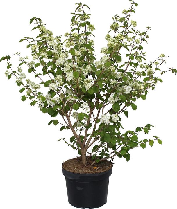 Actual product image Zulauf Viburnum (100 cm)