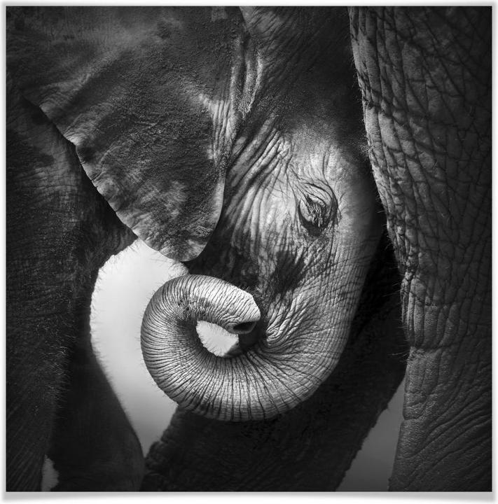 Immagine prodotto Trenddeko Il cucciolo di elefante (30 x 30 cm)