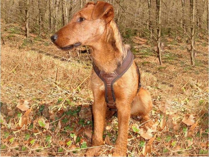 Image du produit Niggeloh Harnais pour chien Follow Light (M, Chien, Général)